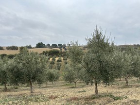 Jaraki Farm produce aceite de oliva Franoi en Calabelo, Italia, en Italia.