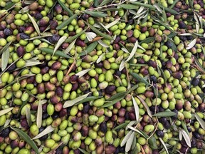 Oliva recién clasificada