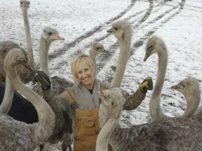 Karen Espersen, owner of Universal Ostrich Farm, is pictured with some of the 400 ostriches she owns.
