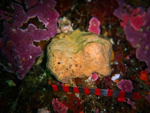 Study reveals annual activity of sneezing sea sponge off B.C. coast