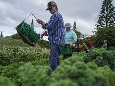 Dan Rudoy helps harvest at Hua Momona Farms