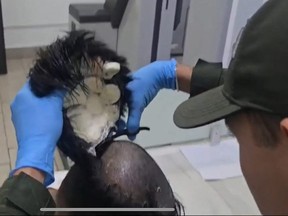 vacation A police officer cuts the wig of man with 400 doses of illicit drugs.