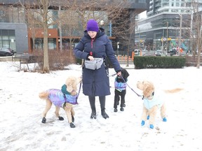 Carla walks her dogs Molly, from left, Pip and a client’s dog Goldie at Gateway Park in Liberty Village, off Strachan Ave., on Monday, Feb. 3, 2025, in Toronto. Dog owners in the area are on high alert after a series of coyote attacks that led to a dog’s death and several others injured since November 2024.