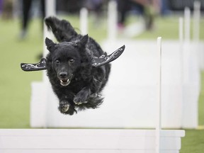 Los perros compiten en Nueva York el sábado 8 de febrero de 2025, sábado 8 de febrero de 2025, Torneo de Flyball.