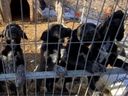 Cinco cachorros fueron recuperados de una operación de fábrica de cachorros quejada en Mississaaga.
