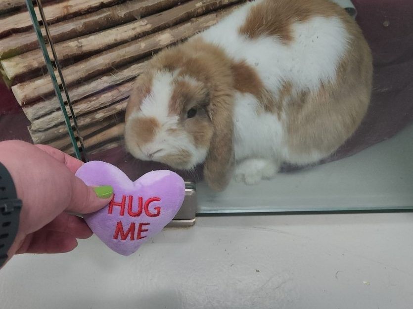 Take home Llama the rabbit, an 'excitable little fluff-ball' | Toronto Sun