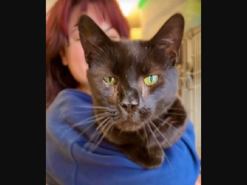 Cat surrendered to shelter for being 'too affectionate' Toronto Sun