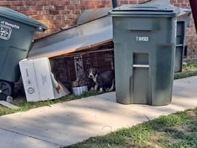 020725-Strash-Puppies_Q77agu26mffc7pcpcpx4sbacnoay