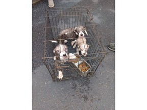 020725-Strash-Pappies_27VXJRTH3ZBHJDXFGGGGGGGGGMPRX4ATA