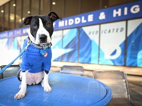 Simone ha ayudado a sus educadores y estudiantes en bienes sensibles. Ciertamente, crédito: Wendy Adams/Universidad de Memphis