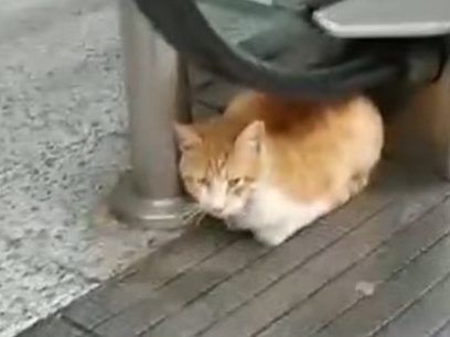 a cat hides under an escalator railing.