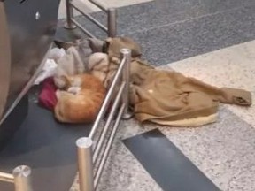 A cat rests on clothing in an airport.