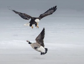 Some are viewing this series of photos as symbolic of the ongoing battle between the U.S. and Canada. Mervyn Sequeira / @msequeiraphotography