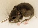 Deer mice's feces can cause hantavirus infection in humans.