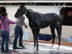 Rodriguez is washed during the morning training in preparation for the 151th Kentucky Derby at Churchill Downs on April 25, 2025 in Louisville, Kentucky.