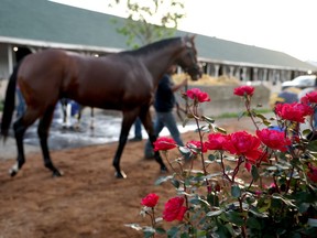 Citizen Bull walks back to the barn during the morning training in preparation for the 151th Kentucky Derby at Churchill Downs on April 25, 2025 in Louisville, Kentucky.