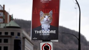Election posters featuring cat candidates from Café Chat L'Heureux were posted along McGill College Ave. in Montreal on Friday, April 25, 2025.