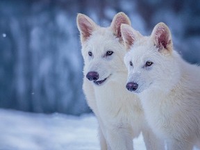 040825-Modern-Dire-Wolf