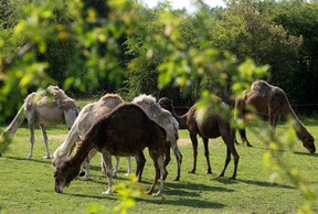 Demand for camel milk is growing as its ecological and health benefits become better knownFRANCOIS LO PRESTI/AFP