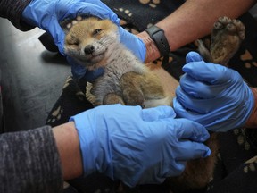 APTOPIX Britain Fox Rescue