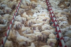 Chickens are seen at a chicken farm in Abbotsford, B.C. Friday, Dec. 10, 2021.