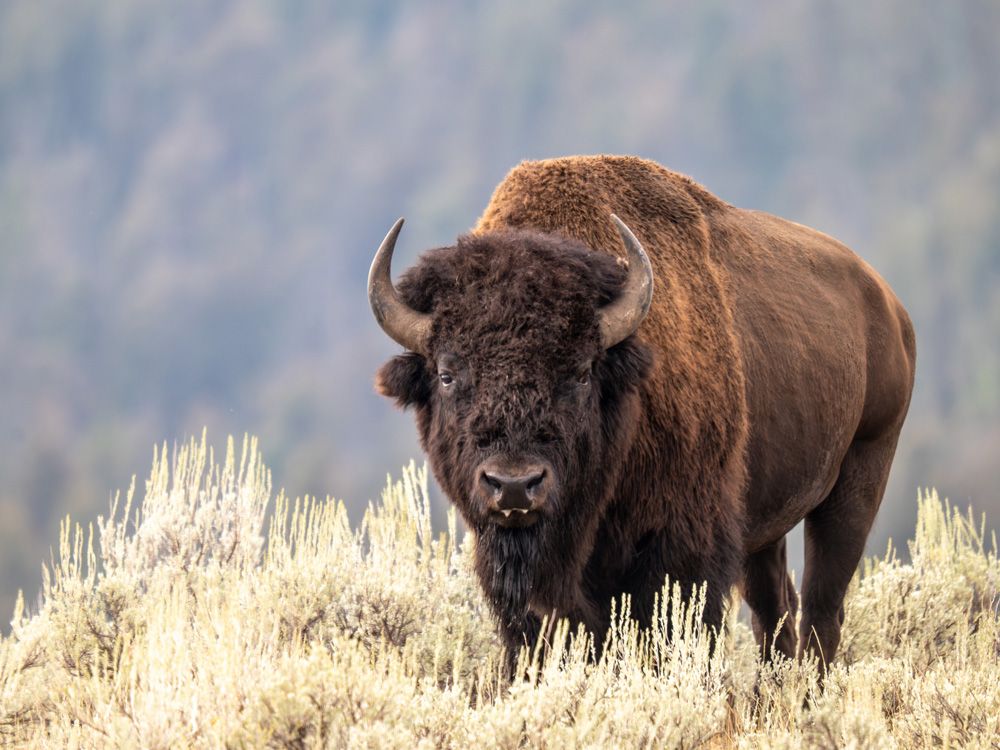 A man bison in Yellowstone National Park.