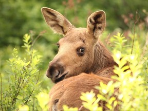 A moose calf keeps an eye on a photographer in Algonquin Provincial Park in central Ontario.