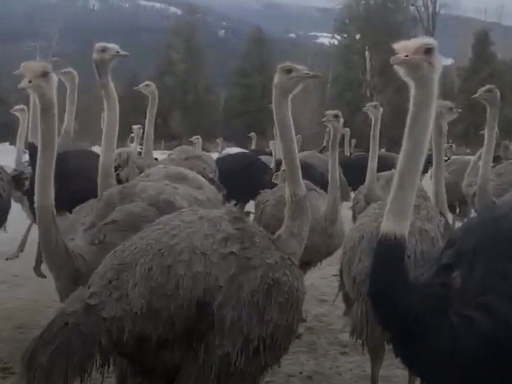 A universal ostrich farm has been ordered to destroy its entire flock due to an outbreak of bird flu.