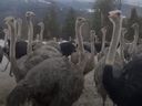 A universal ostrich farm has been ordered to destroy its entire flock due to an outbreak of bird flu.