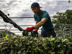 Masahiro Okutomi, working at his farm in Japan’s Sayama, says it has been impossible to keep up with the growing demand for matchaPhilip FONG/AFP