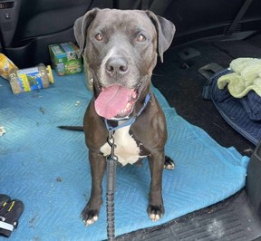 Staff at the shelter said Sienna has no known training in seizure detection.