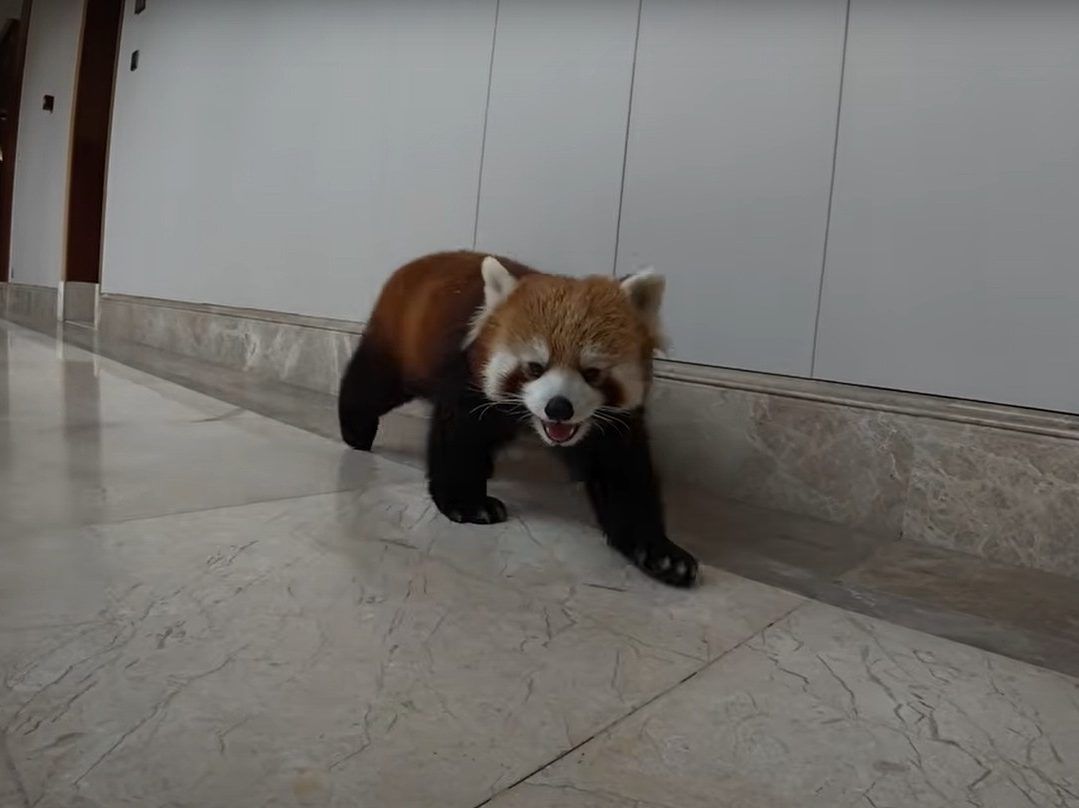 Chinese hotel under fire for using red pandas as wakeup service