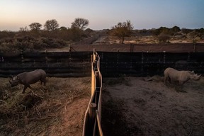 Endangered black rhinos walk through their bomas at the Manketti reserve in Lephalale, South Africa, on August 22, 2022.