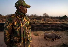 A member of the anti-poaching security unit watches over as Paulina, an endangered black rhino stands in its Boma at the Manketti game reserve, in Lephalale, South Africa, on Aug. 22, 2022.