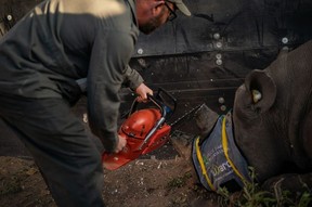 A conservationist saws off the horns of one of the endangered black rhinos inside a boma at the Manketti game reserve in Lephalale, South Africa, on Aug. 22, 2022.