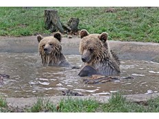 The 5-year-old sibling bears went straight for the sweet stuff upon their escape earlier this week. MUST CREDIT: Wildwood Trust