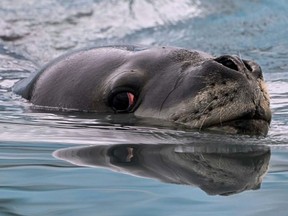 All seals share the same five ‘notes’, which include hoots and trills, but structure them in their own unique way. (JUAN BARRETO/AFP/File)