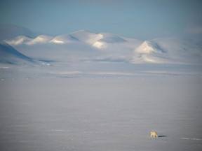 Polar bears are changing their diet and travelling further to eat. (Olivier MORIN/AFP)