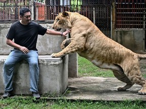 Thailand’s captive lion population has exploded in recent years. (Lillian SUWANRUMPHA/AFP)