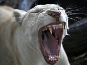 Pet lion “Jam” belongs to an avid Tiktoker in Chiang Mai, Thailand. (Lillian SUWANRUMPHA/AFP)