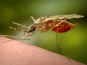 This 2014 photo made available by the U.S. Centers for Disease Control and Prevention shows a feeding female Anopheles funestus mosquito.