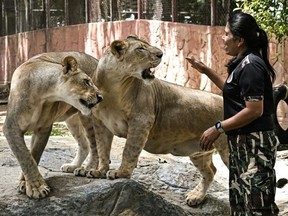 Big cat ownership has been banned in the United States and United Arab Emirates in recent years, and Thailand’s wildlife rules are soon up for review. (Lillian SUWANRUMPHA/AFP)