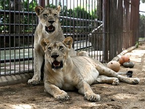 Thai authorities face difficult choices on enforcing regulations, as confiscated animals become their responsibility. (Lillian SUWANRUMPHA/AFP)
