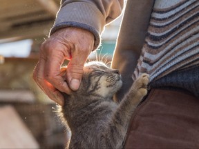 Closeup of cat stretching up on mans side as he pets his head.