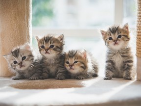 Four persian kittens sitting on cat climbing tower.