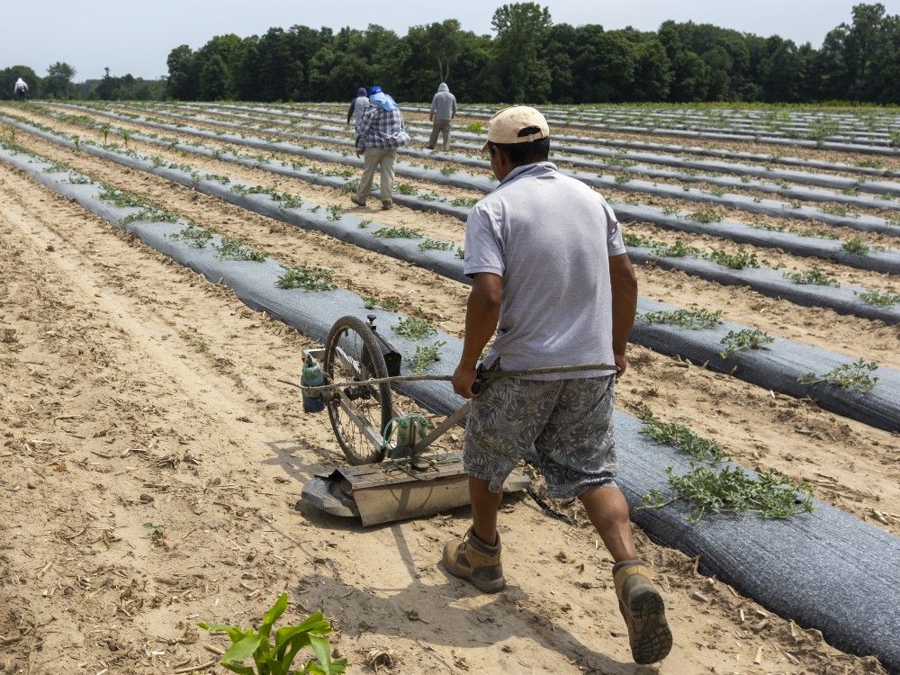 Farm workers tend to watermelon plants near Mt. Brydges, Ont., June 18, 2024.