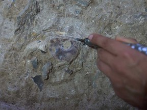 Volunteers work in Tinshemet Cave, where archeologists are excavating one of the world's oldest known burial sites, dating back 100,000 years, near Shoam, Israel, Tuesday, July 15, 2025.