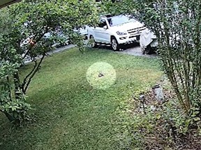 York Regional Police are turning to the public to help identify a suspect who shot a rabbit dead in Newmarket on Sunday, July 27, 2025.