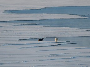 A male polar bear attacks a walrus on the sea ice near Spitzbergen. (Olivier MORIN/AFP)