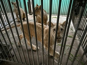 As a vulnerable species, lions and their parts can only be sold internationally with so-called CITES permits. (Lillian SUWANRUMPHA/AFP)